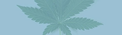 cannabis-paysage